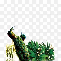 重阳节孔雀素材