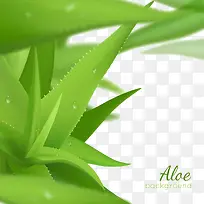 质感芦荟