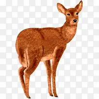 棕色小鹿动物