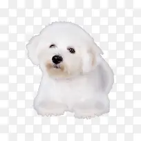 可爱白色的狗