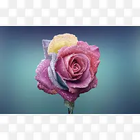 鲜艳玫瑰花桌面壁纸