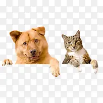 高清可爱的小狗小猫