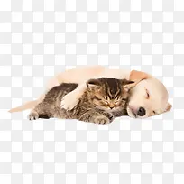 可爱小狗小猫睡觉