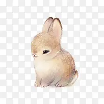 可爱 毛茸茸 小兔子 呆萌