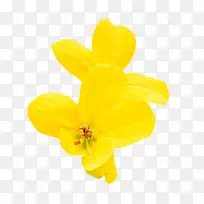 黄色鲜艳的小花