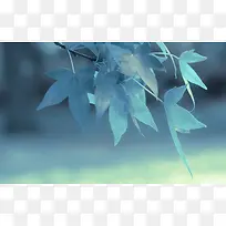 绿色枫叶主页装修