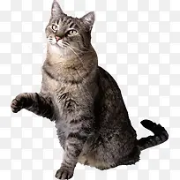 站立卖萌之小猫