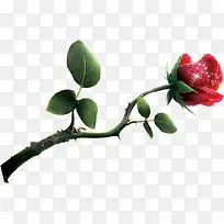 花径红玫瑰花星光
