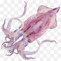 触手新鲜鱿鱼