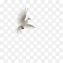 飞向天空的白鸽