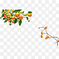 橘子树果实植物手绘