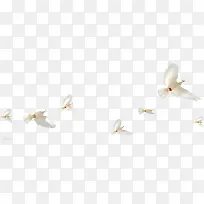 白色春天白鸽飞翔