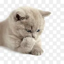 可爱的灰色小猫