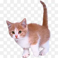 黄色猫咪