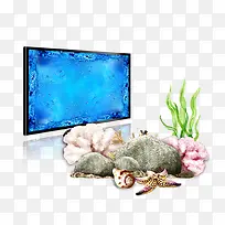 电视贝壳海螺