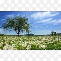 绿色青草蒲公英花田海报背景