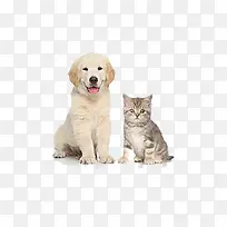 猫咪狗狗