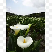 白色简约花海风景