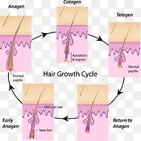 皮肤生长结构解析图