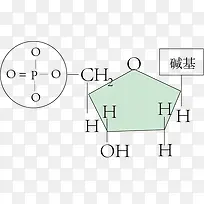 脱氧核苷酸