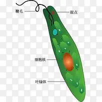 眼虫示意图