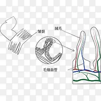 小肠示意图