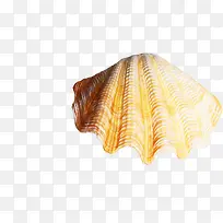 贝壳 海螺