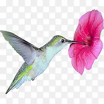 小鸟啄蜜卡通图