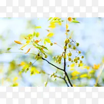 唯美梦幻花草素材绿色自然素材