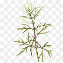 绿色叶子紫色小花益母草