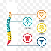 矢量脊椎的分类