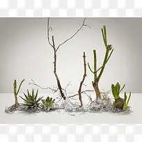 植物仙人掌仙人花绿色