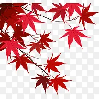 红色枫叶宣传海报素材