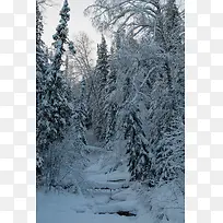 大学压松柏皑皑一片雪景