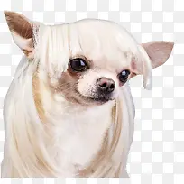 狗
