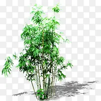 花园植被树木乔木