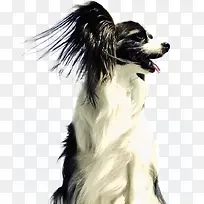高兴得狗