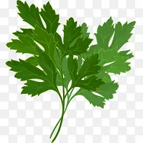 矢量手绘香菜