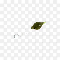 孢子植物藻类眼虫藻