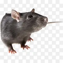 小老鼠耗子