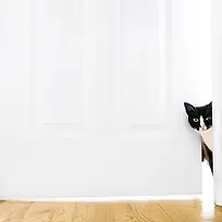 门后黑猫海报背景