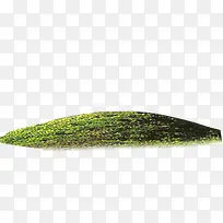 植物