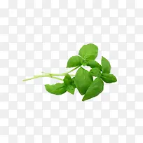 草药 药 植物  中药