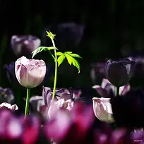 春天来了花语物语