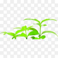 夏日海报手绘植物树苗