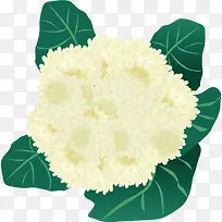 手绘蔬菜菜花