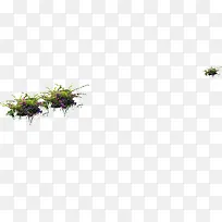 高清花卉植物形状摄影
