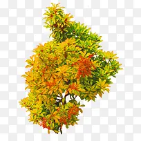 金秋时节的植物
