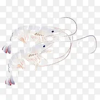 手绘虾