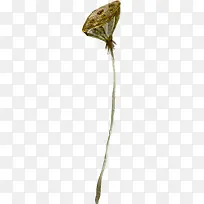 创意合成手绘绿色的莲子